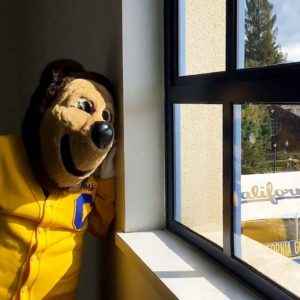 Oski the Bear looking out a window.
